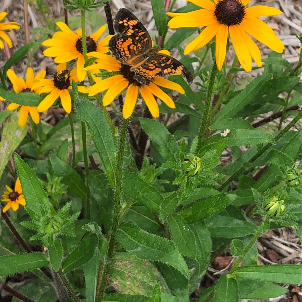 Meet your Posher, Teresa